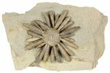 Jurassic Club Urchin (Gymnocidaris) - Boulmane, Morocco #194853-2